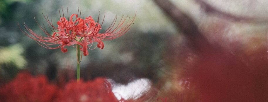 彼岸花小百科 | 盛開於彼岸的緋紅色花朵，隱含神秘而淒美的傳說