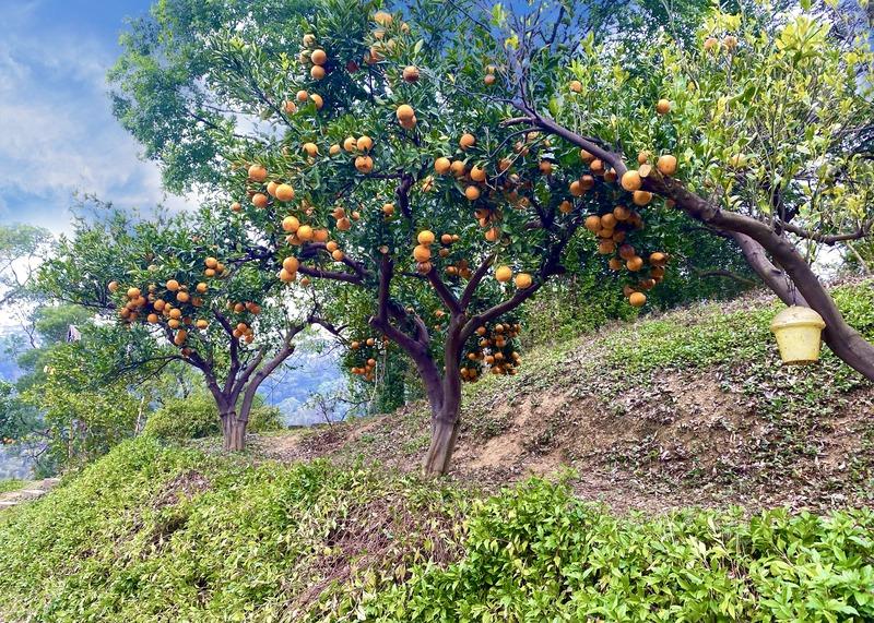 橘子樹