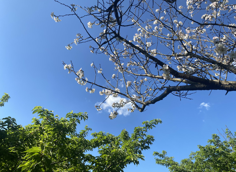 白色櫻花樹
