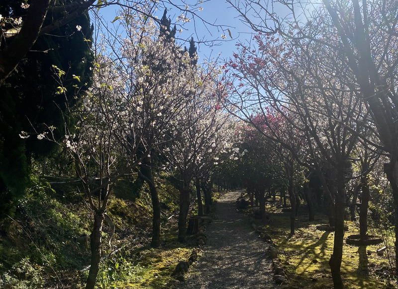 櫻花步道