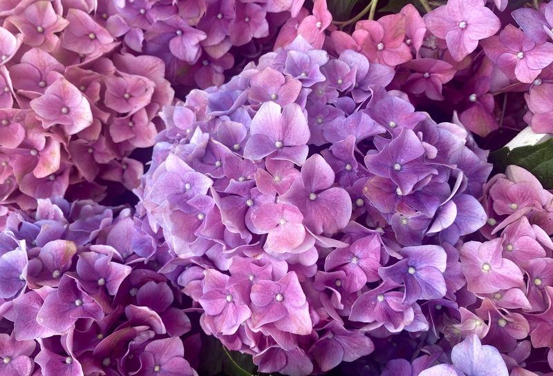 紫色漸層繡球花