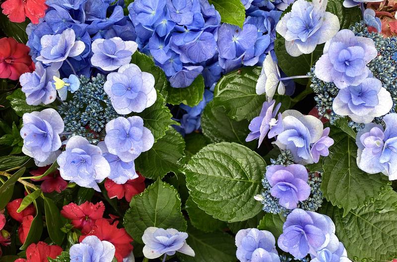 淺藍色繡球花